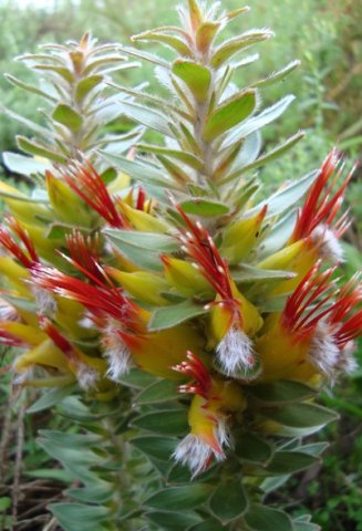Mimetes hirtus flowers